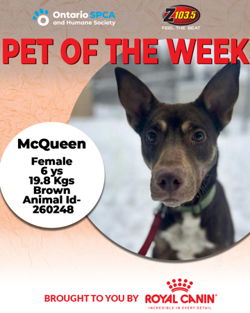 PET OF THE WEEK MCQUEEN